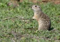 The speckled ground squirrel or spotted souslik Spermophilus suslicus on the ground. Royalty Free Stock Photo