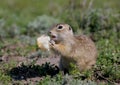 The speckled ground squirrel or spotted souslik Spermophilus suslicus