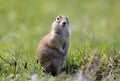 Speckled ground squirrel stands on a ground Royalty Free Stock Photo