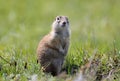 Speckled ground squirrel stands on a ground