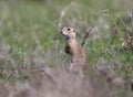 The speckled ground squirrel stands in funny pose