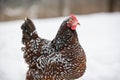 Speckled hen forages in the winter snow