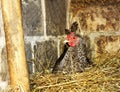 Speckled hen-the hen sits on the nest and incubates the eggs