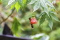 Speckled hummingbird (adelomyia melanogenys) under green leaves, blurred background, Cocora valley, Columbia