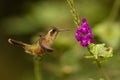 Speckled Hummingbird, Adelomyia melanogenys hovering next to violet flower, bird from tropical forest, Manu national park, Peru