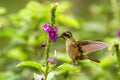 Speckled Hummingbird, Adelomyia melanogenys hovering next to violet flower, bird from tropical forest, Manu national park