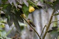 Speckled hummingbird (adelomyia melanogenys) perched on a small branch, blurred bright,