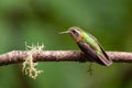Speckled Hummingbird - Adelomyia melanogenys
