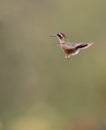 Speckled Hummingbird in flight