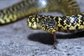 Speckled Kingsnake Royalty Free Stock Photo