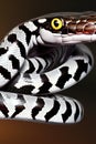 Speckled Kingsnake Animal. AI Generated.