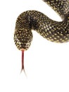 Speckled Kingsnake Royalty Free Stock Photo