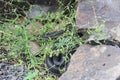 Speckled Kingsnake or Lampropeltis getula holbrooki