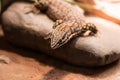 Speckled Lizard on a Rock