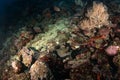 Speckled moray eel, gymnothorax dovii, finespotted moray, moron pitta, Malpelo island