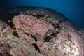 Speckled moray eel, gymnothorax dovii