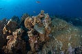 Speckled moray eel, gymnothorax dovii