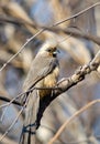 Speckled mouse bird in bush Royalty Free Stock Photo