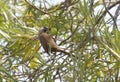 Speckled Mousebird Royalty Free Stock Photo