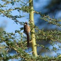 Speckled Mousebird Royalty Free Stock Photo