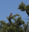 Speckled Mousebird, with blue sky Royalty Free Stock Photo