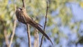 Speckled Mousebird on Branch Royalty Free Stock Photo