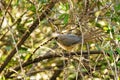 Speckled Mousebird (Colius striatus Royalty Free Stock Photo