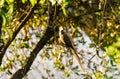 Speckled Mousebird & x28;Colius striatus Royalty Free Stock Photo