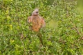 Speckled mousebird (colius striatus) Royalty Free Stock Photo