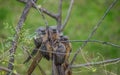 Speckled mousebird colius striatus also known as backyard bird is a frugivore bird Royalty Free Stock Photo