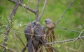 Speckled mousebird colius striatus also known as backyard bird is a frugivore bird Royalty Free Stock Photo