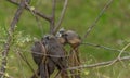 Speckled mousebird colius striatus also known as backyard bird is a frugivore bird Royalty Free Stock Photo