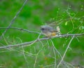 Speckled mousebird colius striatus also known as backyard bird is a frugivore bird Royalty Free Stock Photo