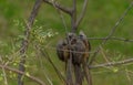 Speckled mousebird colius striatus also known as backyard bird is a frugivore bird Royalty Free Stock Photo