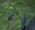 Speckled mousebird colius striatus also known as backyard bird is a frugivore bird Royalty Free Stock Photo