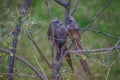 Speckled mousebird colius striatus also known as backyard bird is a frugivore bird Royalty Free Stock Photo