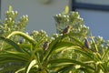 Speckled Mousebird, Colius striatus, with Cape Sugar Bird, sitting on Aloe vera plant Royalty Free Stock Photo