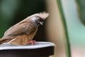 Speckled mousebird colius striatus Royalty Free Stock Photo