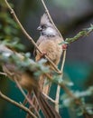 Speckled Mousebird Royalty Free Stock Photo