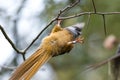 Speckled Mousebird Royalty Free Stock Photo