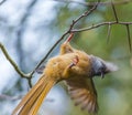 Speckled Mousebird Royalty Free Stock Photo