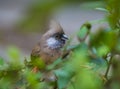 Speckled Mousebird Royalty Free Stock Photo