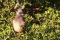 Speckled Mousebird - Colius Striatus Royalty Free Stock Photo