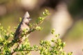 Speckled Mousebird - Colius Striatus Royalty Free Stock Photo