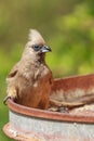 Close up of a Speckled Mousebird Royalty Free Stock Photo