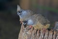 Speckled Mousebird, Colius striatus, perched Royalty Free Stock Photo