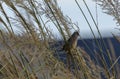 Speckled Mousebird, Colius striatus, perched on ornamental grasses Royalty Free Stock Photo