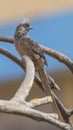 Speckled Mousebird on Dry Branch Royalty Free Stock Photo