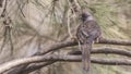 Speckled Mousebird on Wood Branch Royalty Free Stock Photo