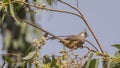 Speckled Mousebird on Thin Branch Royalty Free Stock Photo